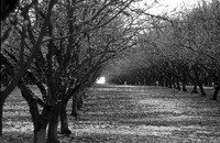Orchard