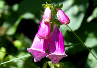 August ~ Foxglove