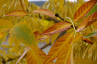 Rainy leaves