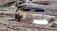 Grizzly bear