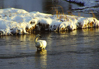 January ~ Trumpeter swan