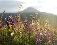 Lupine and Lone Mountain