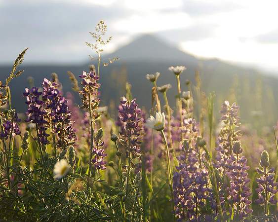Lupine and Lone Mountain
