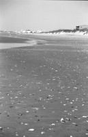 Shells
