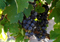 Grapes on the vine