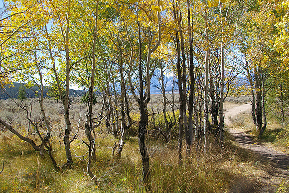 Aspens